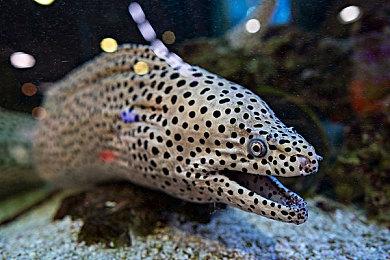 冒险游戏《Sheep Sweep》Steam页面上线 年内发售